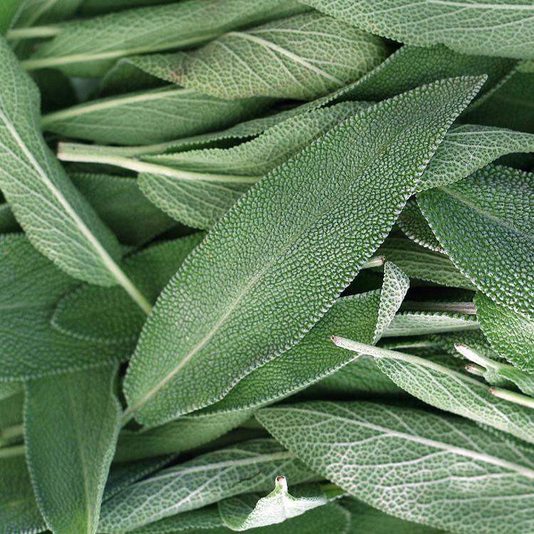 Sage Element Fragrance Oil