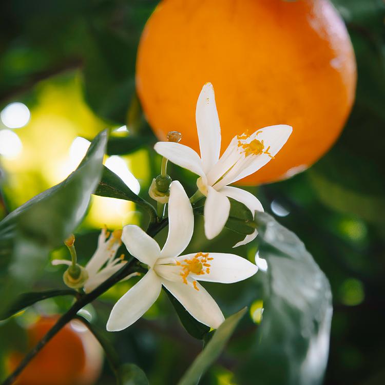 Orange Blossom Element Fragrance Oil