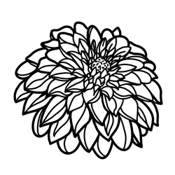 Dahlia Illustration