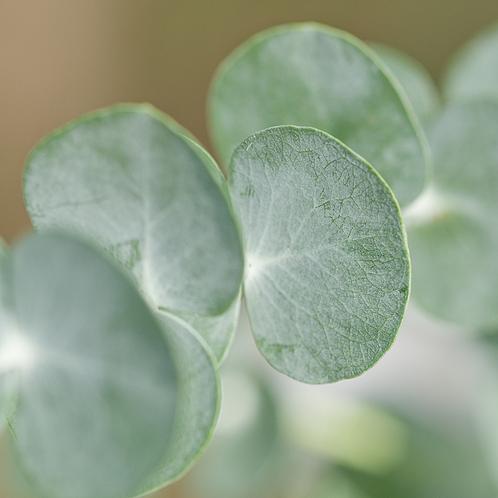 Eucalyptus Element Fragrance Oil