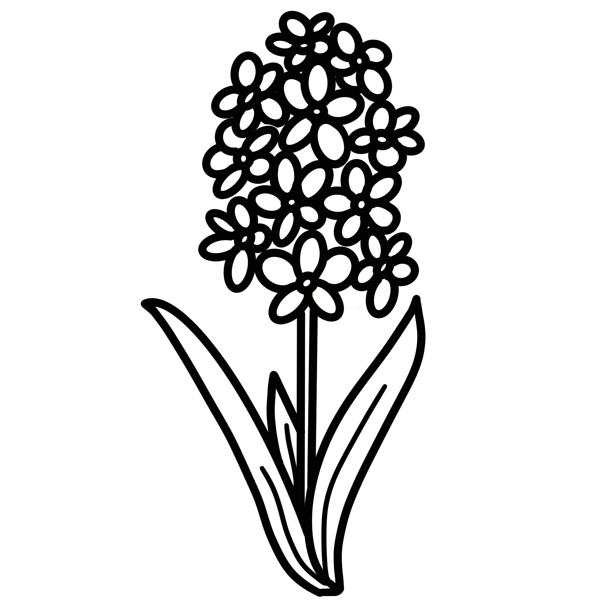 Temporary blank image while our team makes an illustration of a hyacinth. 