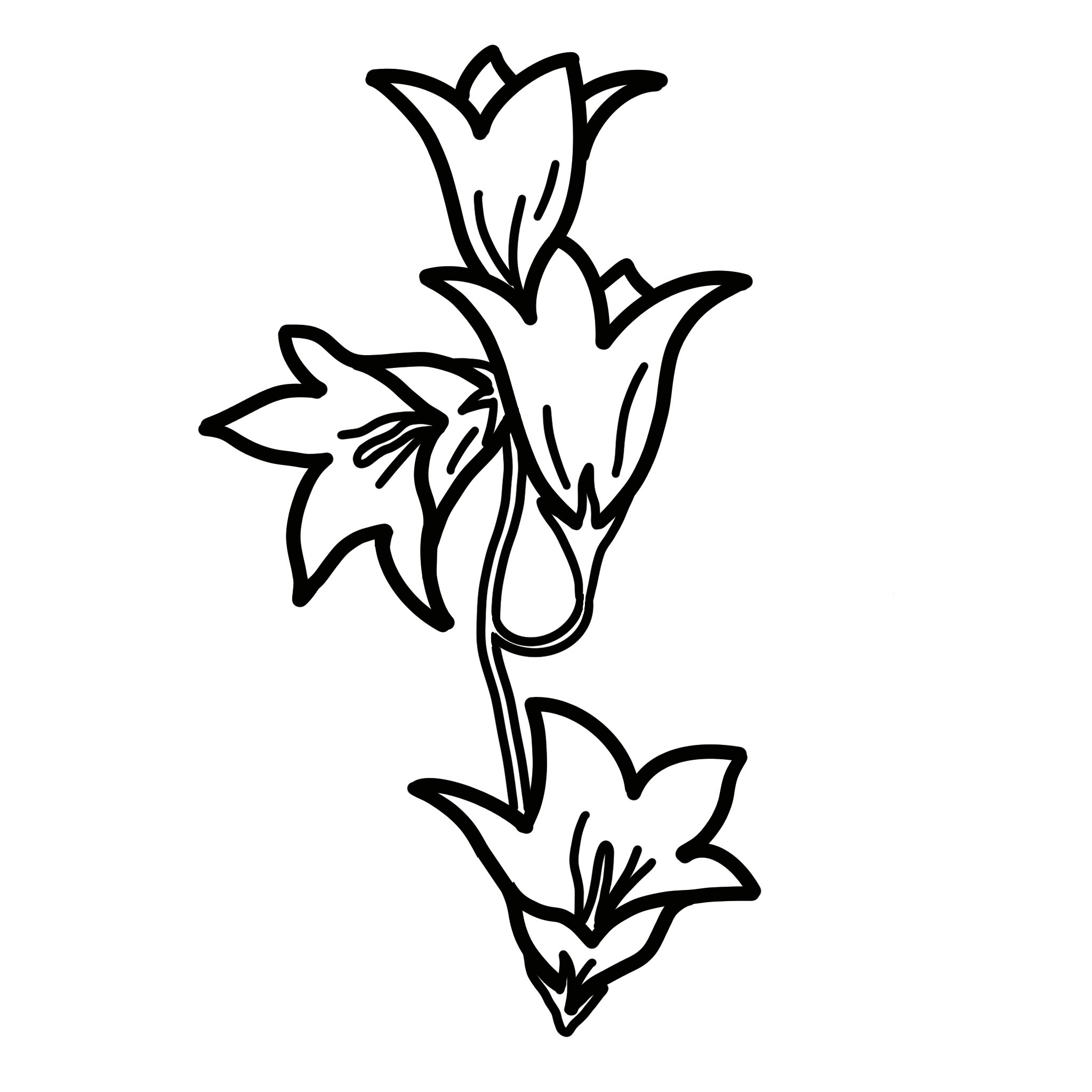 Temporary Blank Image While Our Team Illustrates a Bellflower