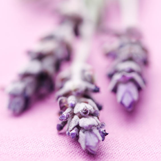 Lavender Vanilla CandleScience