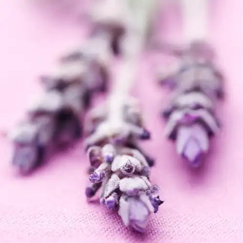 Lavender Vanilla (Discontinued)