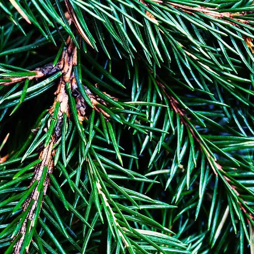 Fraser Fir Fragrance Oil