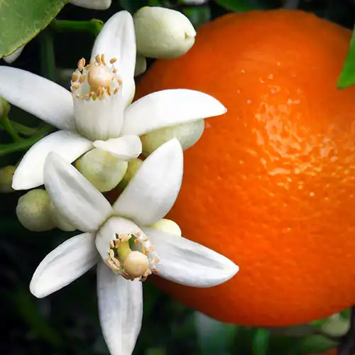 Orange popular Blossoms