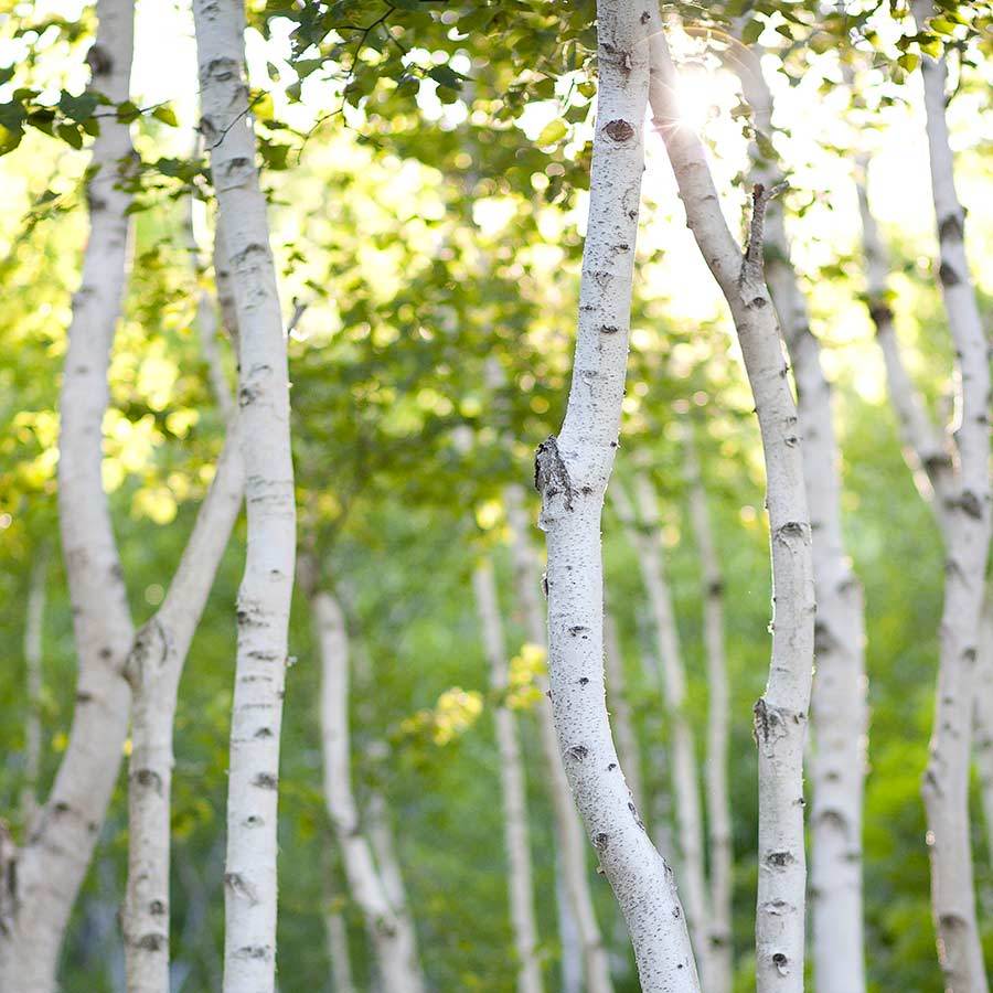 Image result for birch tree