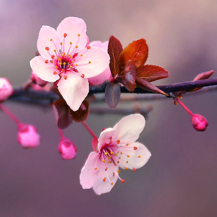 Japanese Cherry Blossom Fragrance Oil - CandleScience