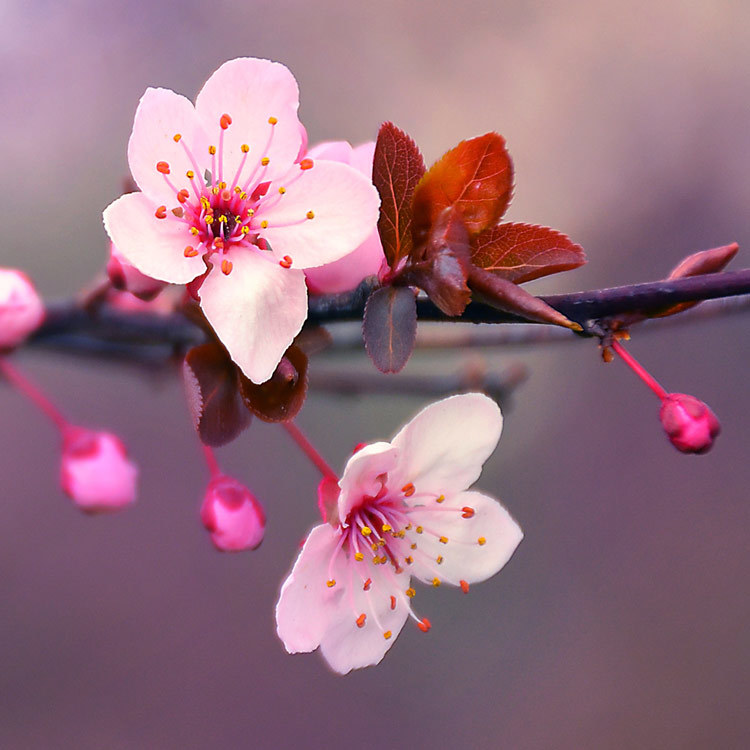 cherry blossom flower