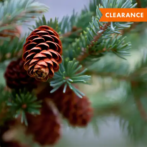 Pine Cones (Discontinued)