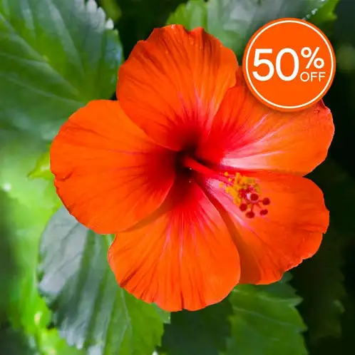 Island Hibiscus (Discontinued)