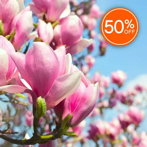 Pink Magnolia Blossom (Discontinued)