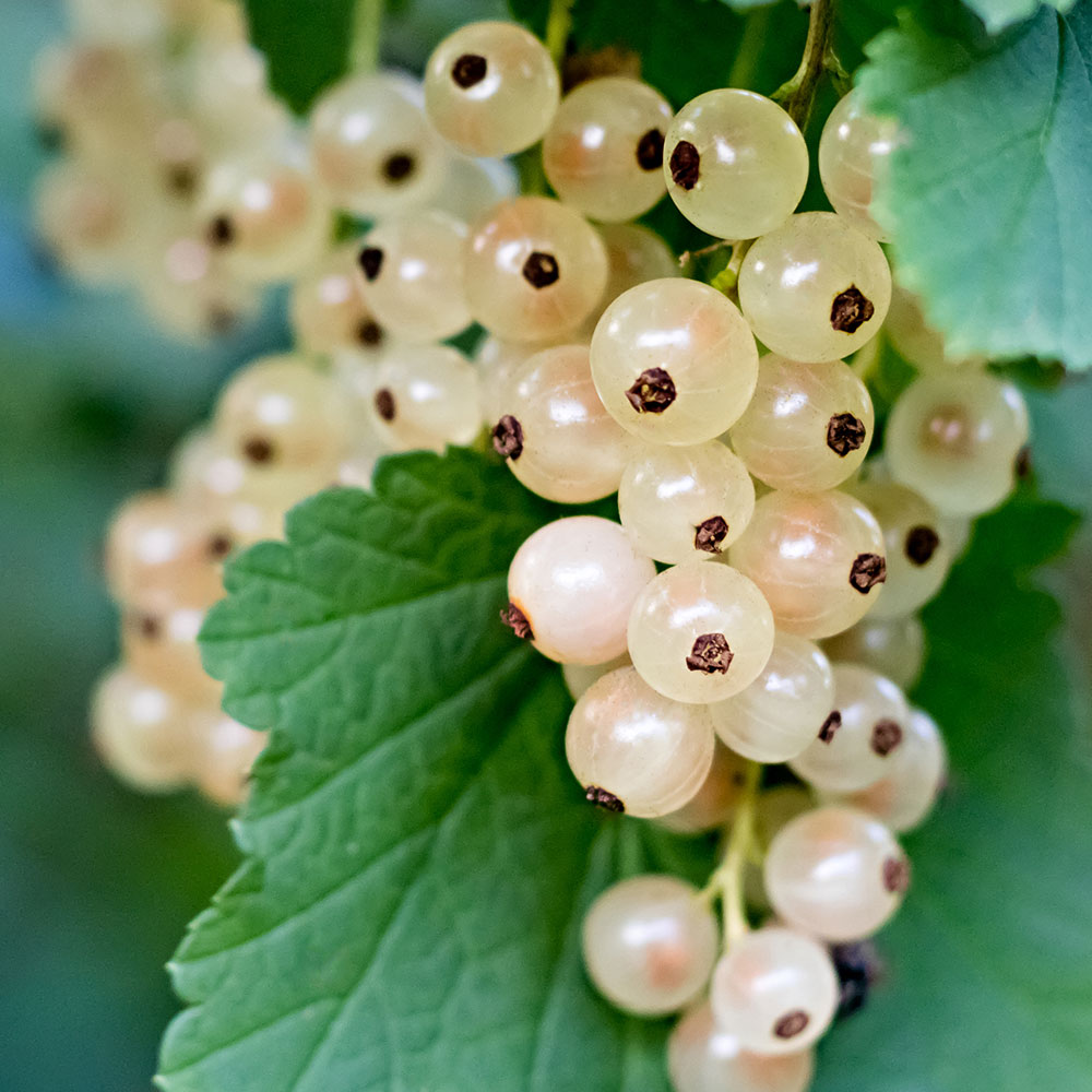 White Currant Fragrance Oil CandleScience