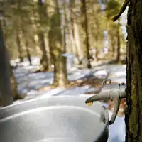 Maple Syrup (Discontinued)