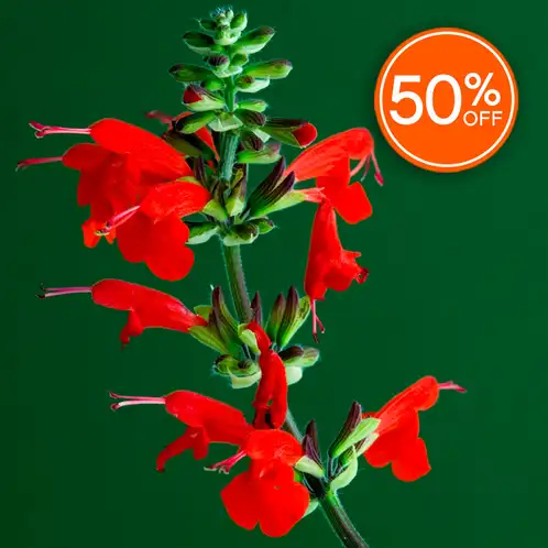 Pineapple Sage (Discontinued)