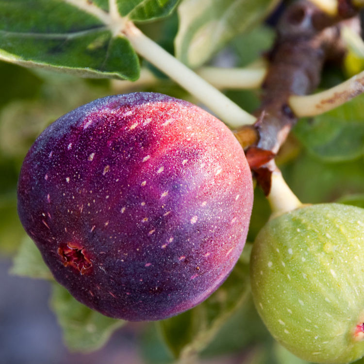 Fig Tree Fragrance Oil