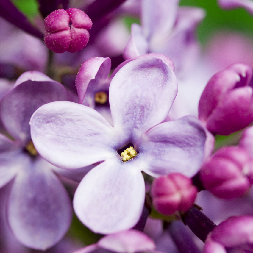 French Lilac Fragrance Oil Candlescience