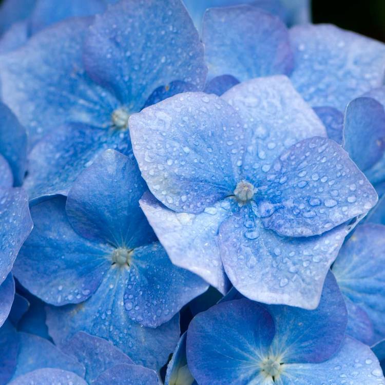 hydrangea perfume