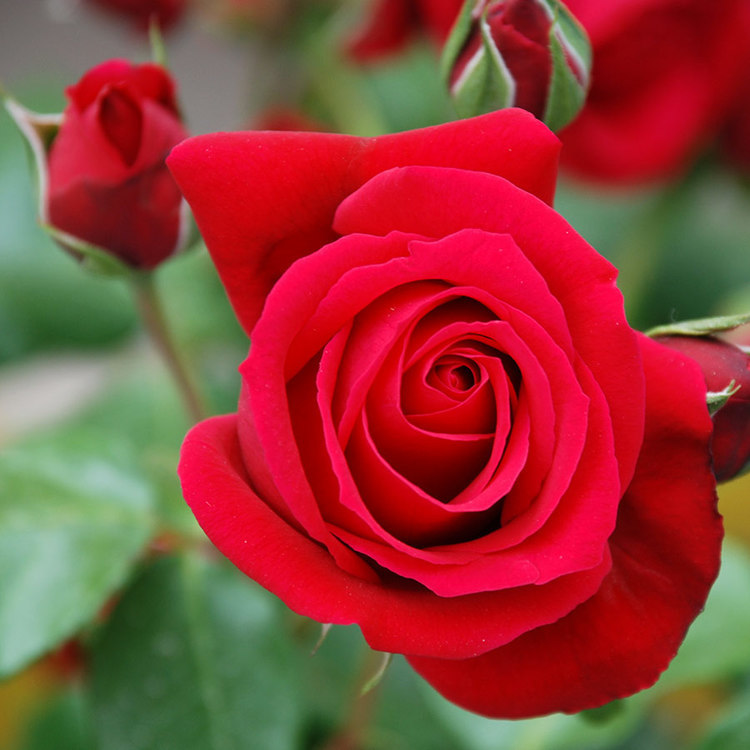 Red Rose Fragrance Oil - CandleScience