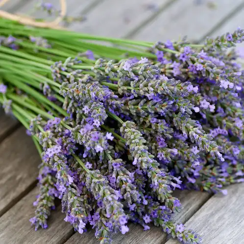 Lavender Fragrance Oil