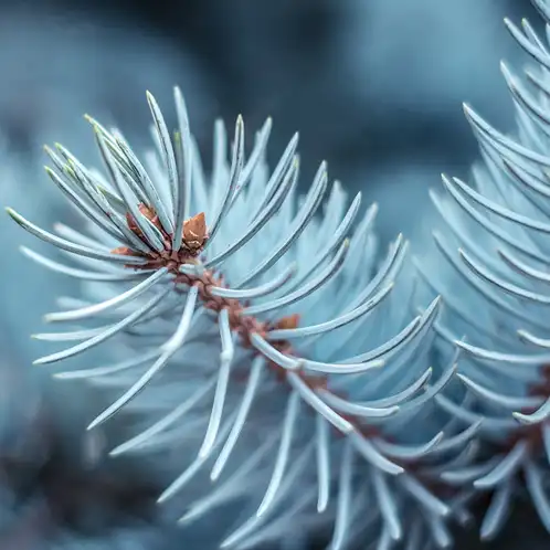 Blue Spruce Fragrance Oil