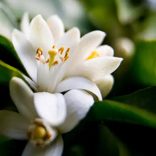 Neroli and White Jasmine Fragrance Oil