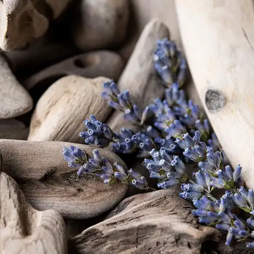 Lavender Driftwood Fragrance Oil