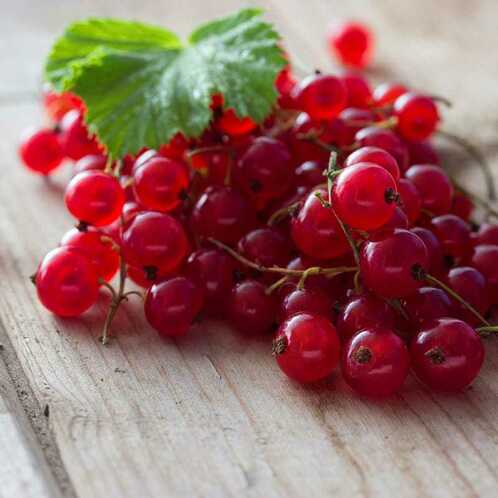 Red Currant Fragrance Oil