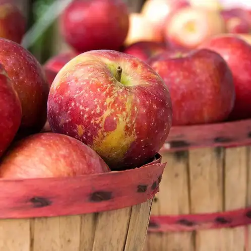 Apple Harvest Fragrance Oils