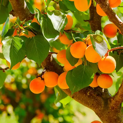 Apricot Grove Fragrance Oil