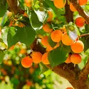 Apricot Grove Fragrance Oil