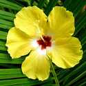 Hibiscus Palm Fragrance Oil