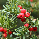 Red Berry Balsam Fragrance Oil