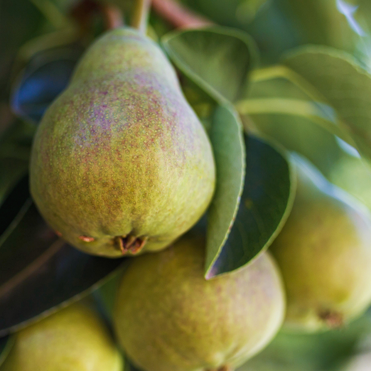 Orchard Pear