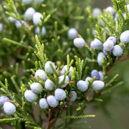 Cedarwood (Virginian) Essential Oil