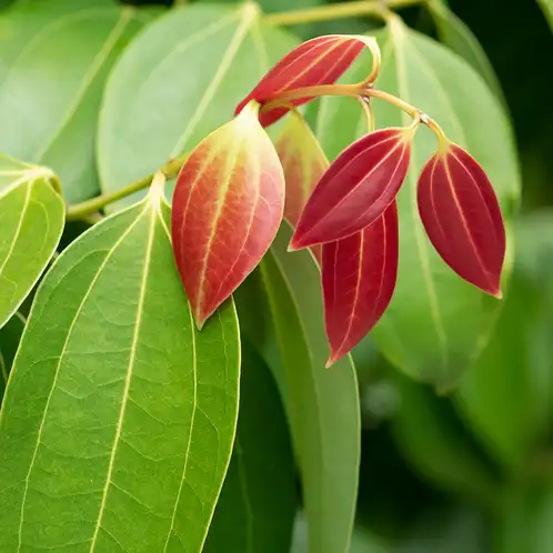 Cinnamon Leaf Essential Oil