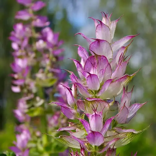 Clary Sage Essential Oil