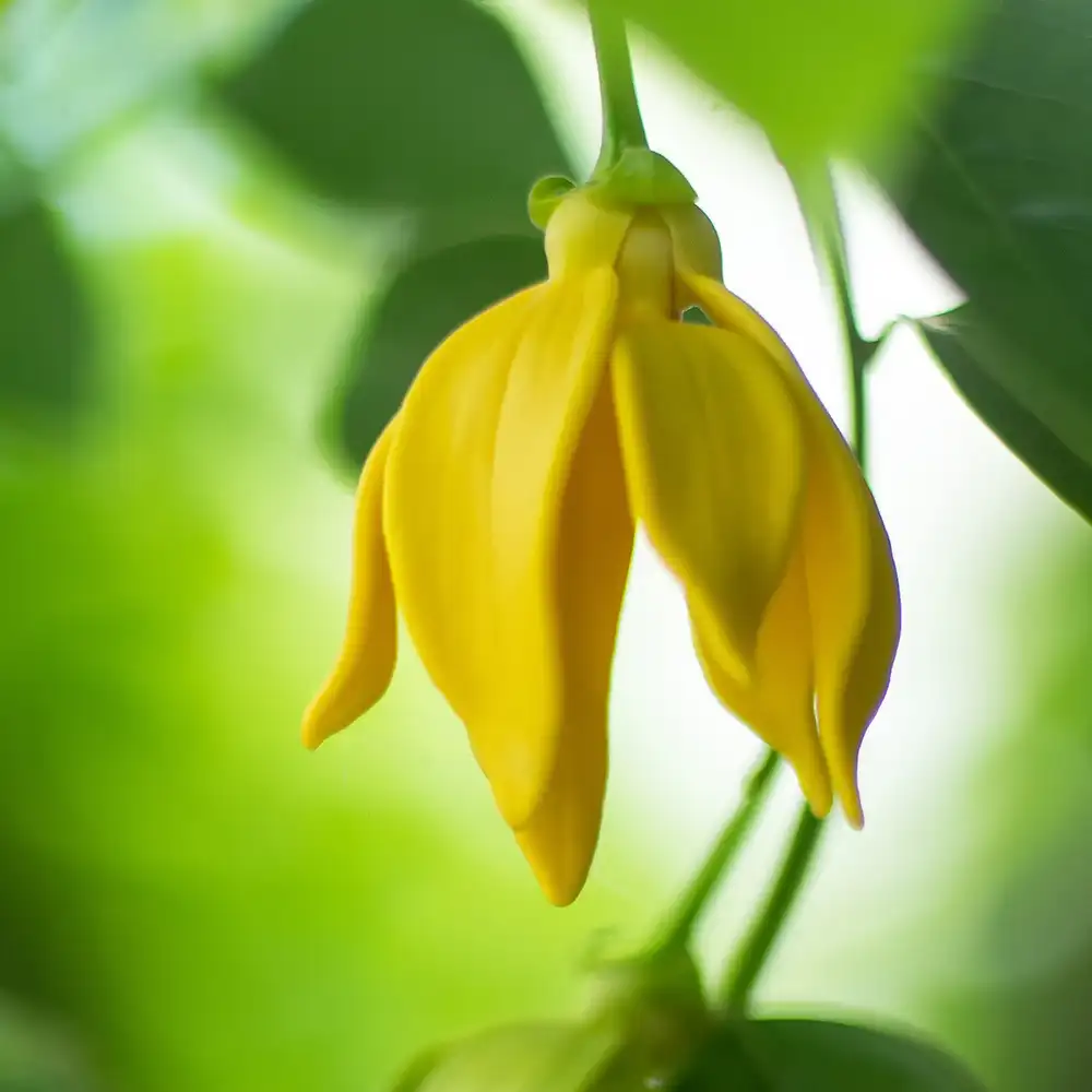 Ylang Ylang Essential Oil - CandleScience