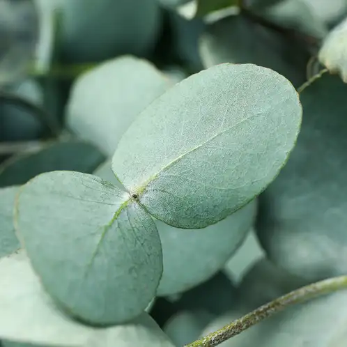 Eucalyptus Essential Oil