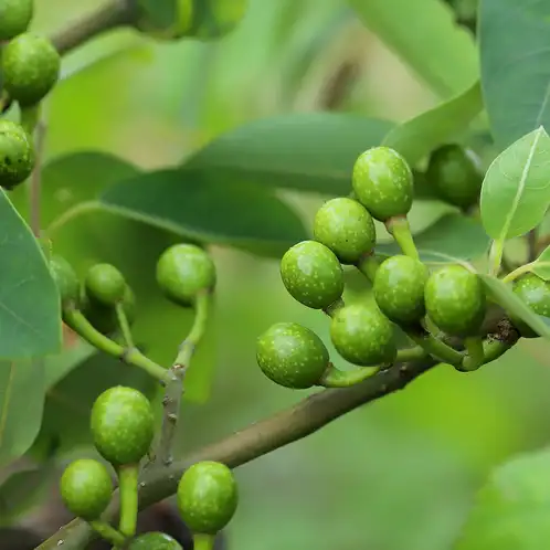 Litsea Cubeba Essential Oil