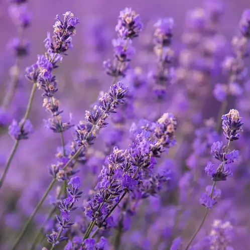 Lavender Essential Oil