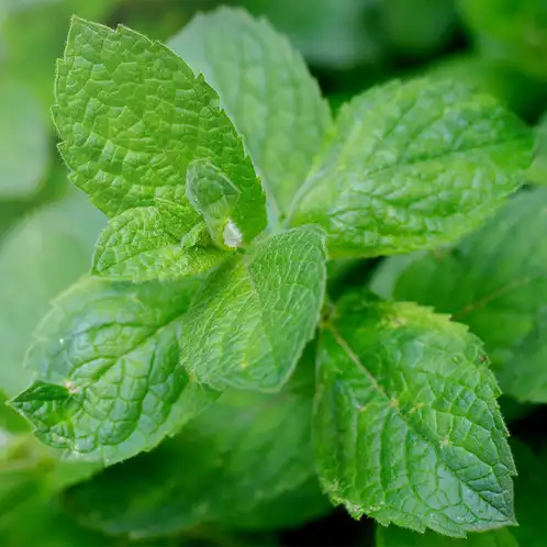 Peppermint Essential Oil