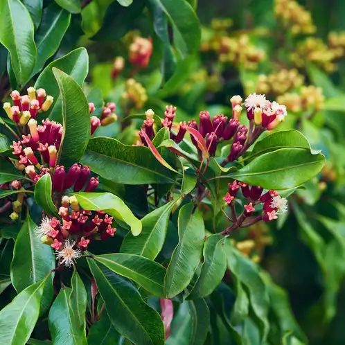 Clove Leaf Essential Oil