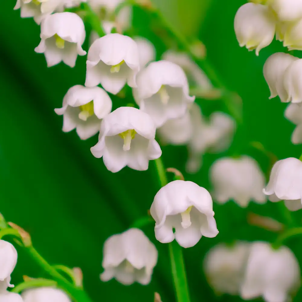 Lily of hot the Valley