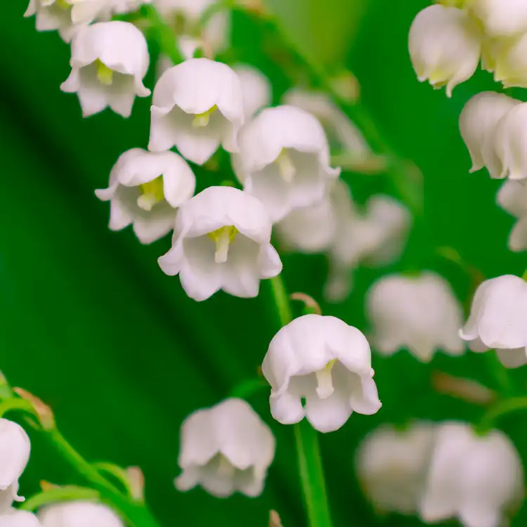lily-of-the-valley-fragrance-oil-web.webp