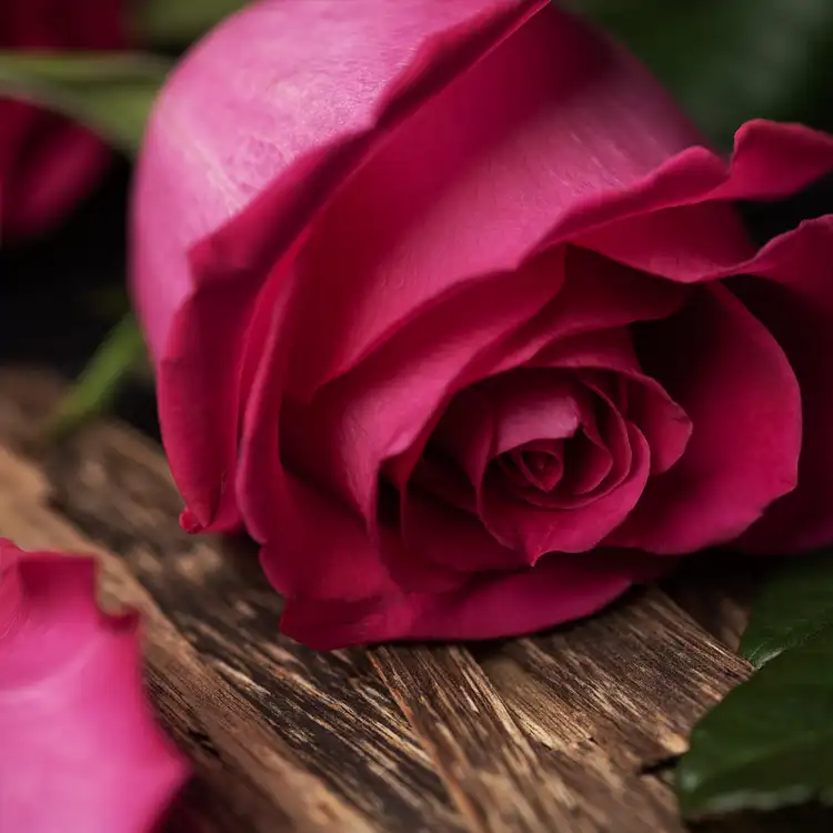 Recette Bougie parfumée « Rose flower » - Aroma-Zone