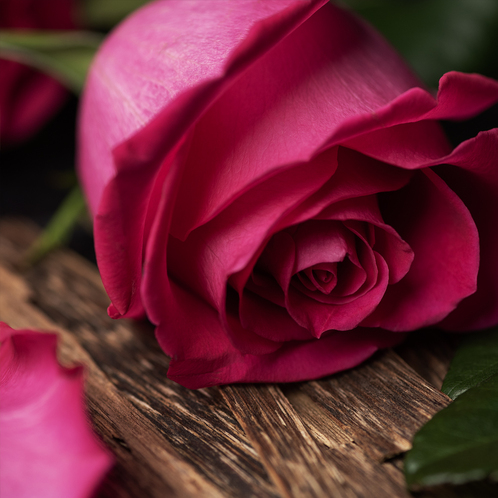 Rose and Oud Fragrance Oil