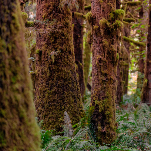 Redwoods and Moss Fragrance Oil