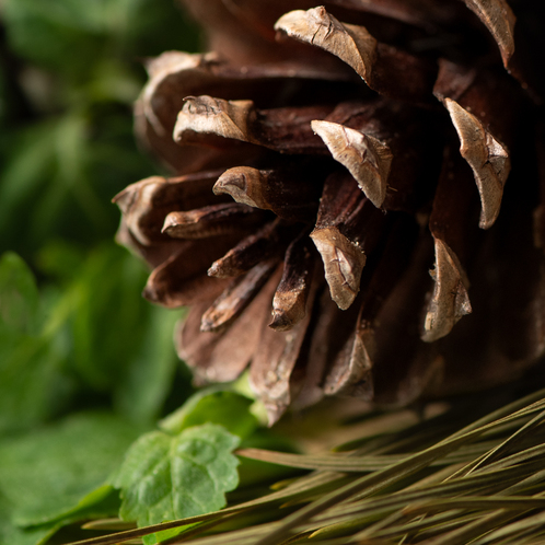 Sugar Pine and Patchouli Fragrance Oil