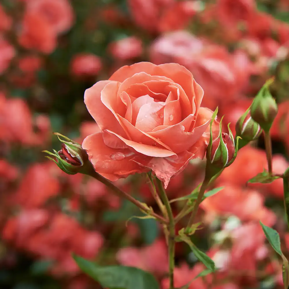 ALL THREE Rose Spagyric Perfumes: Red Rose, Pink Rose, Rose Thorn, Alchemically Extracted From store Scratch All Natural Vegan Occult Fragrance